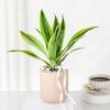 Buy Bright Dracaena Planter Gift