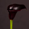 Calla Lily - Zantedeschia Cantor (Bunch of 10) Online
