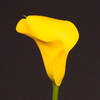 Calla Lily - Zantedeschia Captain Goldwin (Bunch of 10) Online