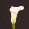 Calla Lily - Zantedeschia captain Rialto (Bunch of 10) Online