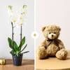 Candide et ourson - Orchid and teddy bear
