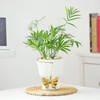 Gift Chamaedorea Plant In Golden Bow Planter