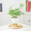Buy Chamaedorea Plant In Golden Bow Planter