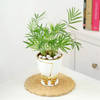Chamaedorea Plant In Golden Bow Planter Online