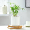 Gift Chamaedorea Plant In Ribbed White Planter