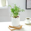 Buy Chamaedorea Plant In Ribbed White Planter