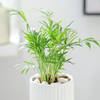 Shop Chamaedorea Plant In Ribbed White Planter