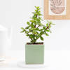Charming Jade Plant With Green Ceramic Planter
