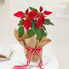 Gift Charming Red Poinsettia And Jute Planter