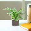 Gift Charming Spider Plant in a Glass Pot