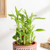 Buy Charming Two-Layer Bamboo Plant And Jar Cake Combo