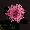 Chrysanthemum Anastasia Lilac (Bunch of 10) Online