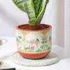 Gift Classic Snake Plant In Traditional Terracotta Pot