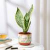 Shop Classic Snake Plant In Traditional Terracotta Pot