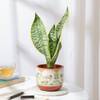Classic Snake Plant In Traditional Terracotta Pot