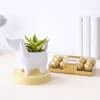 Cute Ceramic Dog Planter With Dwarf Snake Plant And Chocolates