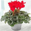 Cyclamen Potted Plant