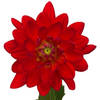 Dahlia Karma Irene (Bunch of 10) Online