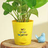 Buy Decorative Money Plant