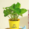 Shop Decorative Money Plant