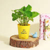Decorative Money Plant Online
