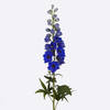 Delphinium Bel Donna Online