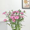 Buy Dianthus Plant With Love Planter