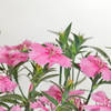 Shop Dianthus Plant With Love Planter