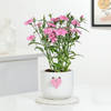Dianthus Plant With Love Planter