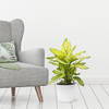 Dieffenbachia Summer Style