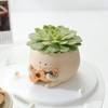 Echeveria Spica Succulent with Guitar Buddy Pot