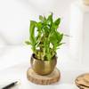Buy Elegant Bamboo with Metalic Planter Gift