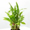 Shop Elegant Bamboo with Metalic Planter Gift