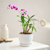 Gift Elegant Orchid Plant For Mother's Day