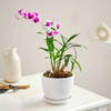 Elegant Orchid Plant For Mother's Day