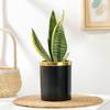 Gift Elegant Snake Plant In Black And Gold Pot
