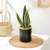 Buy Elegant Snake Plant In Black And Gold Pot