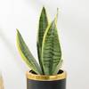Shop Elegant Snake Plant In Black And Gold Pot