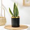 Elegant Snake Plant In Black And Gold Pot
