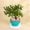 Gift Emerald Jade Ball Bonsai With Teal Coloured Planter