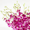 Shop Enchanting Purple Orchid Arrangement