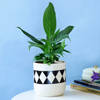 Evergreen Peace Lily Plant in a Classy Planter