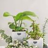 Buy Everlasting Green Plant Combo
