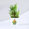 Gift Father's Day Bamboo Plant In Blossom Planter