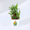 Buy Father's Day Bamboo Plant In Blossom Planter