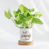 Father's Day Best Papaji Ever Money Plant With Pot