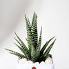 Buy Father's Day Haworthia Plant In Blossom Planter