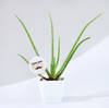 Father's Day Love You Dad Aloe Vera Plant With Planter