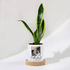 Father's Day Personalized Snake Plant With Pot