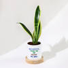 Gift Father's Day Snake Plant In Ceramic Pot For Grandpa